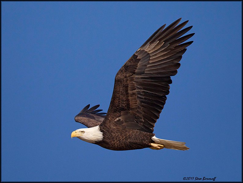 _1SB7454 american bald eagle.jpg